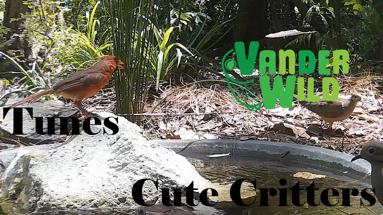 Relax with the Cute Animals from VanderWild!  Instrumental Music and Critters!