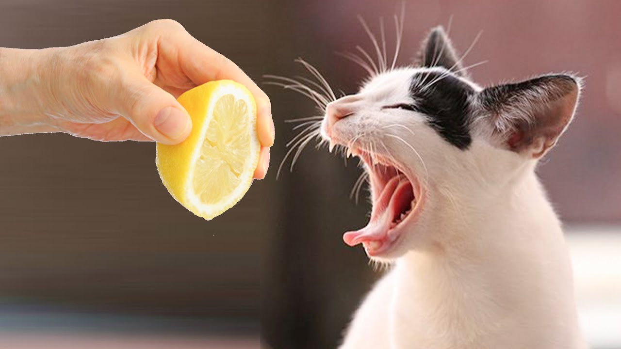 Super Cats Reaction Videos |Love Pets