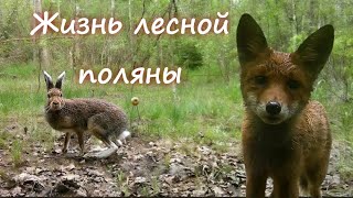 видео: УДИВИТЕЛЬНАЯ ЖИЗНЬ ОДНОЙ ЛЕСНОЙ ПОЛЯНЫ #кабан #кабанята #лосята картинка: УДИВИТЕЛЬНАЯ ЖИЗНЬ ОДНОЙ ЛЕСНОЙ ПОЛЯНЫ #кабан #кабанята #лосята