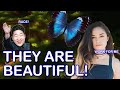 Valkyrae hire koreans to catch butterflies | Valkyrae compliment butterflies