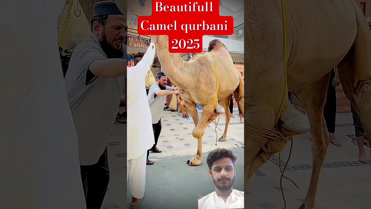 beautiful camel 🐪 Qurbani 2026#mashallah #qurbani #camels