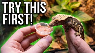 Baby Crested Gecko Not Eating Do THIS First!