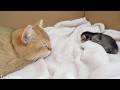 The mom cat sleeping while gazing at her baby kitten's sleeping face is so cute...