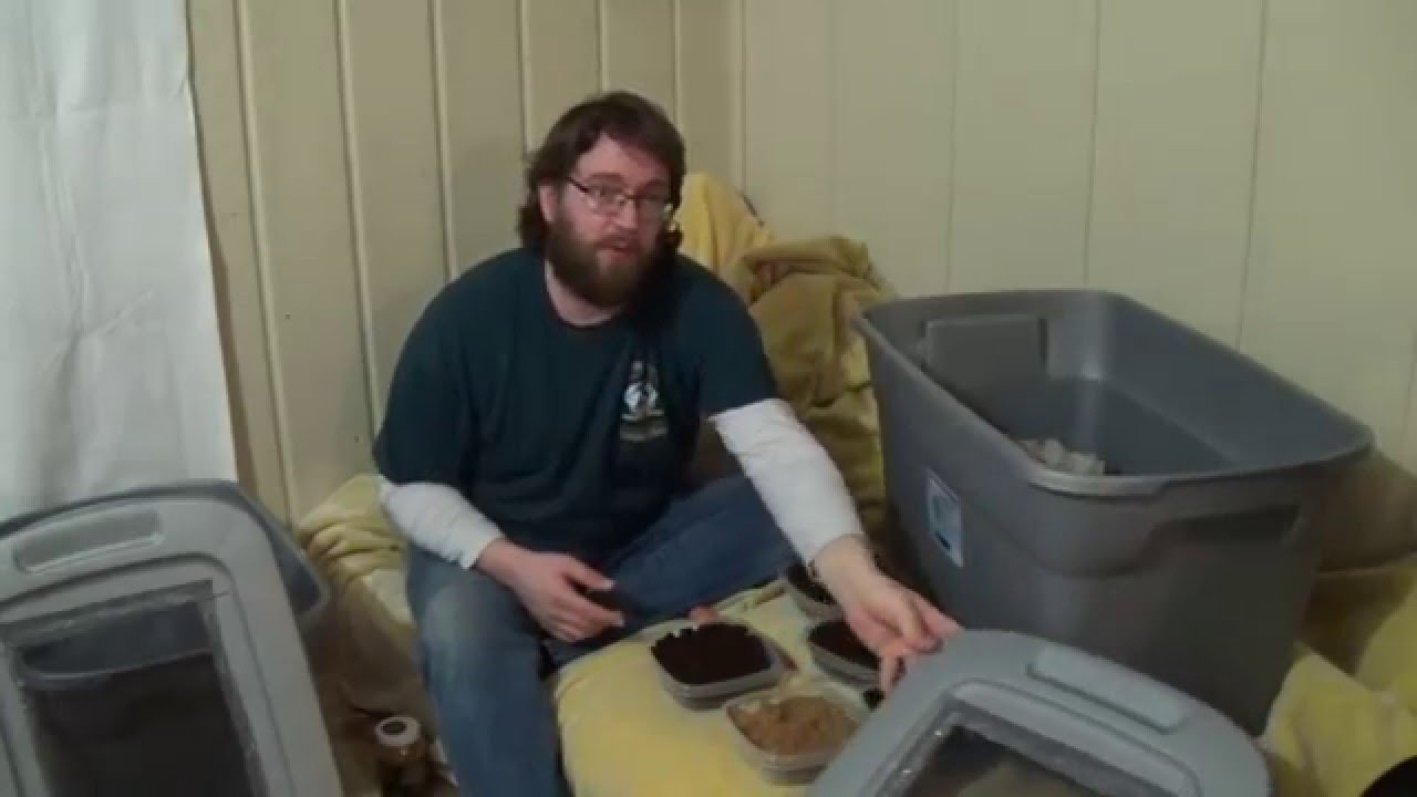 How to Breed Crickets YouTube