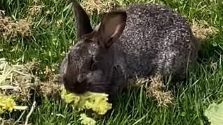 Free Bird: bunny eating lettuce edition