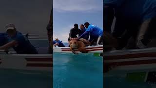 The release of a magnificent male loggerhead turtle into the ocean.🌊🐢❤ Guía
