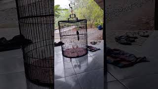 Download Lagu Tembakan sirtu betina #muraibatuindonesia MP3