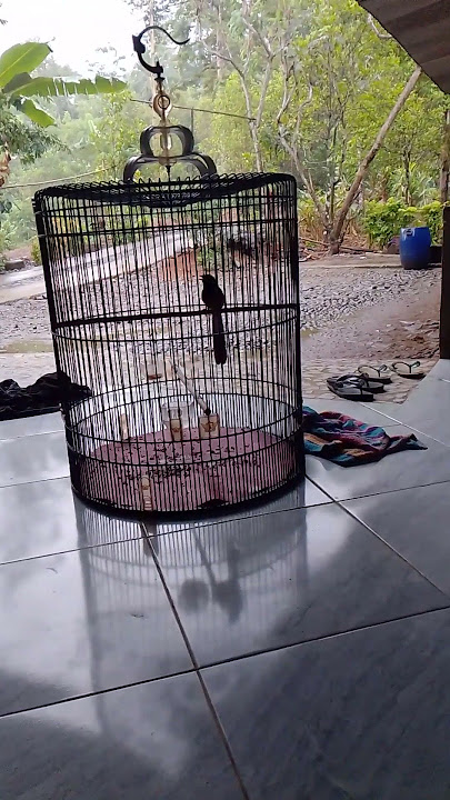 Download lagu Tembakan sirtu betina #muraibatuindonesia