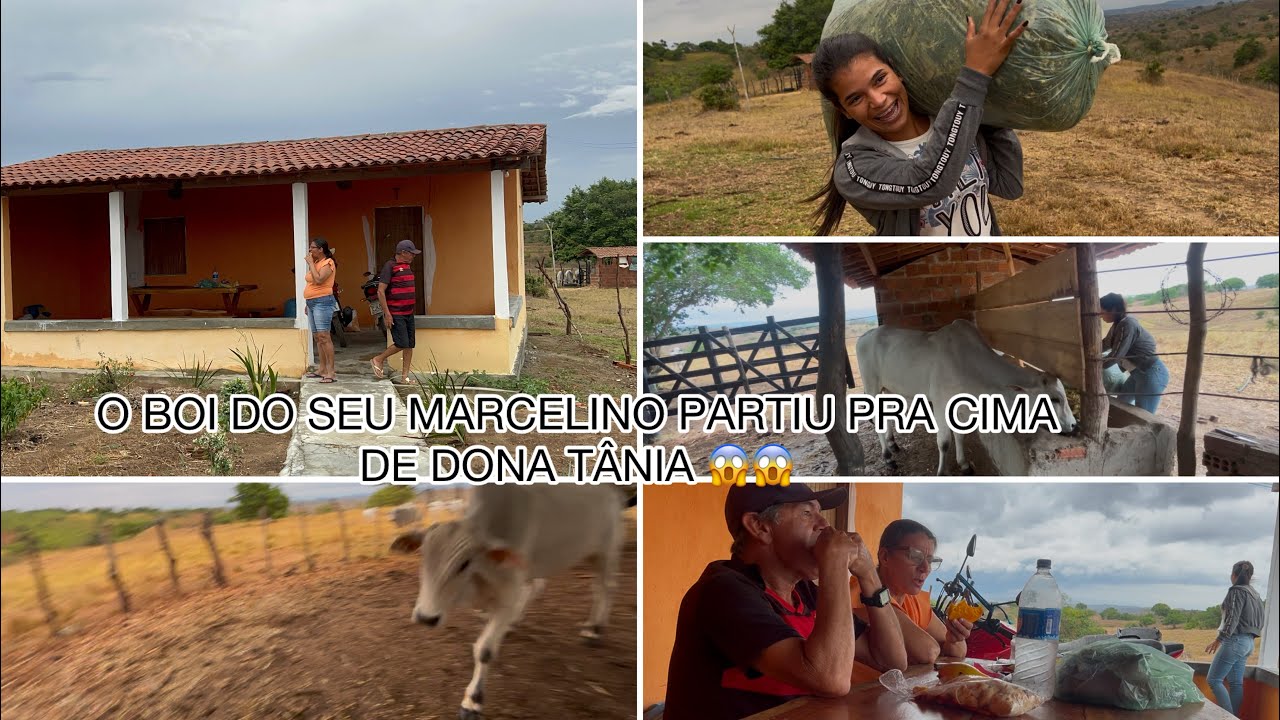 FOMOS DA RAÇÃO PARA OS GADOS DO SEU MARCELINHO + O BOI PARTIU  PRA CIMA DE DONA TÂNIA !!😱