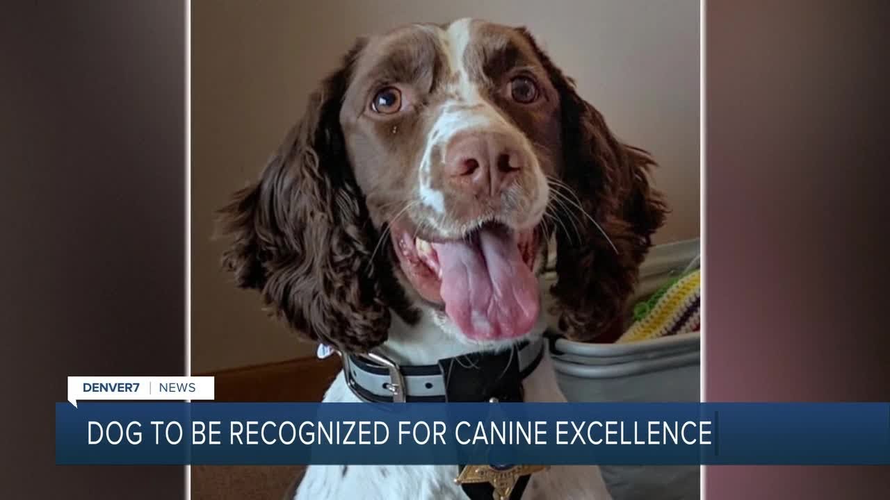 Dog to be recognized for canine excellence