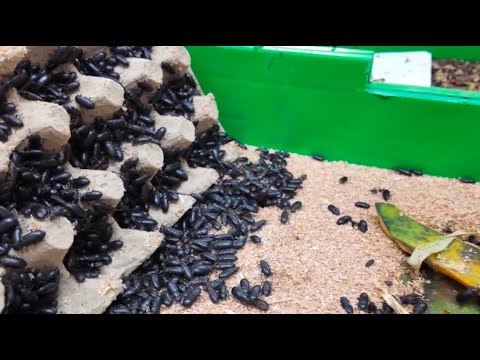 How Bad Are The Insects In Kenya