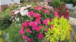 Floribunda roses. Domaine de St. Jean de Beauregard