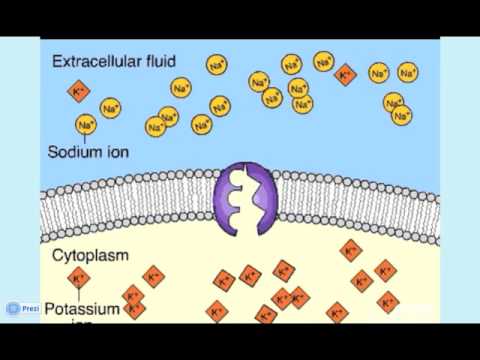 Lezione su Trasporto Attraverso Membrana Cellulare