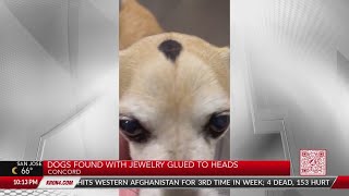 Dogs found with jewels glued to heads screenshot 4