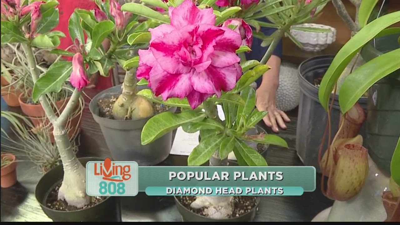 Diamond Head Plants: Popular Plants - YouTube