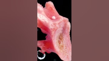 #macro #microscope #zoom #foryoupage #macrofying #water #sand #ocean