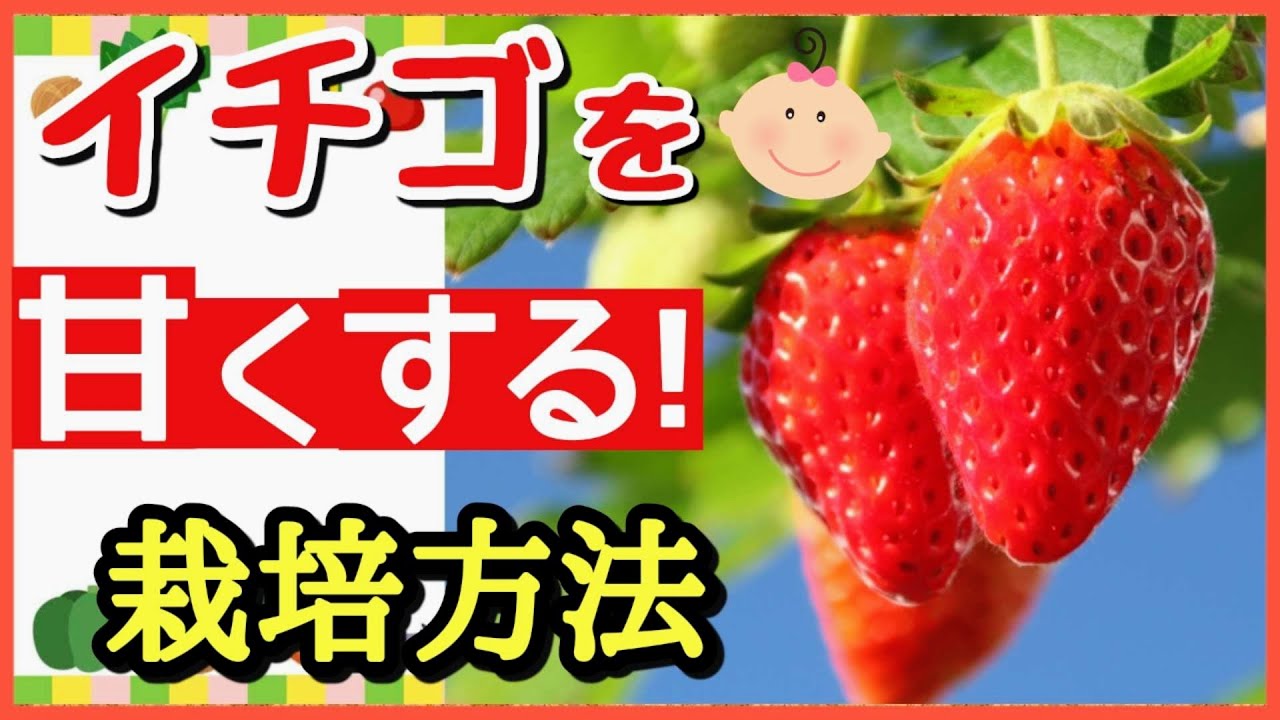 これをするだけ！誰でも甘～いイチゴが収穫できる7つの秘策～初心者・プランター家庭菜園・いちごの育て方～