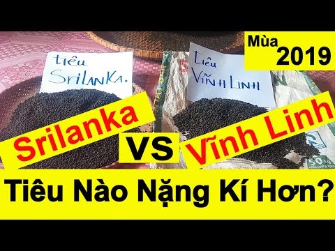 Video: Các Kỳ Nghỉ ở Sri Lanka: Khi Nào Là Thời Gian Tốt Nhất để đi?