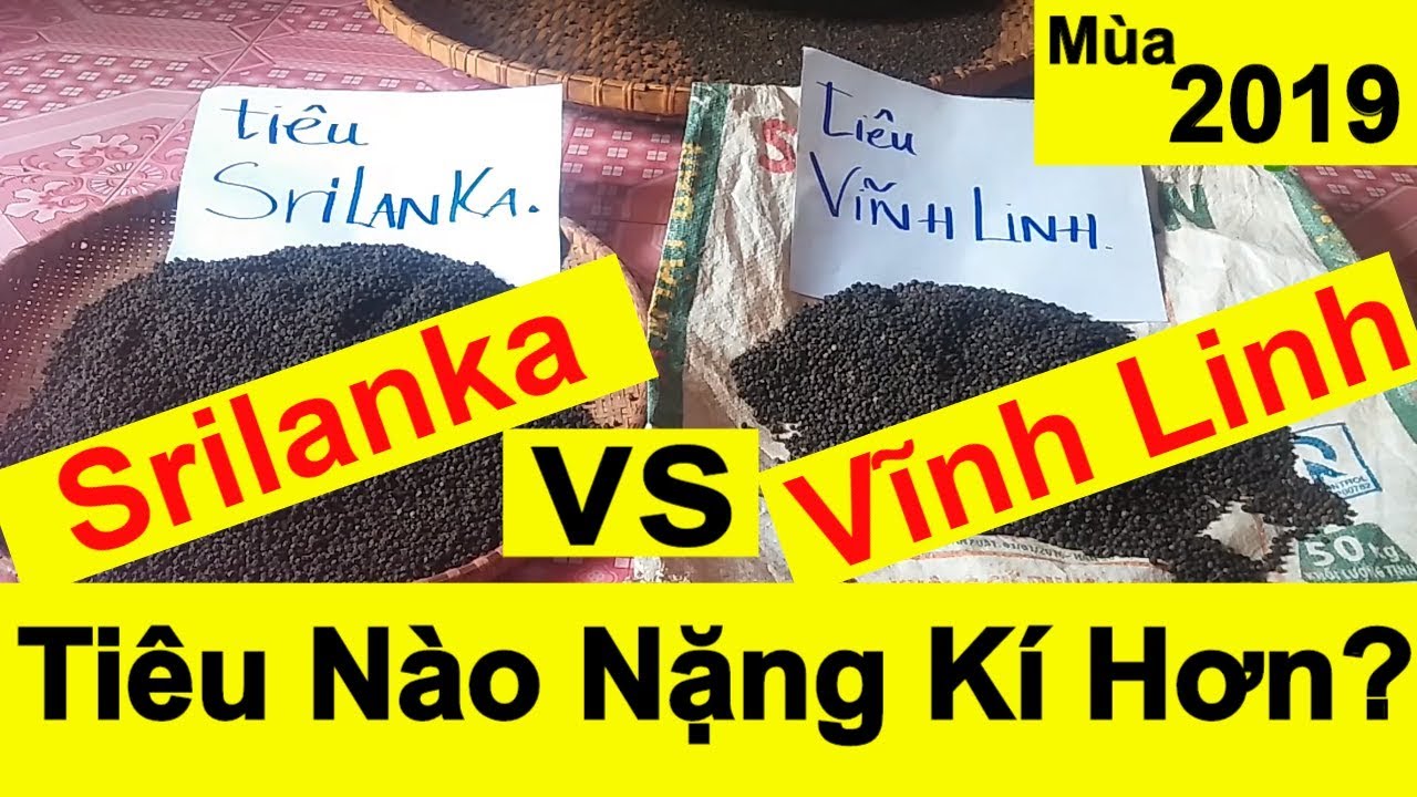 Tiêu Srilanka Nặng Kí Cân Hơn Tiêu Vĩnh Linh - Cách Đo Zem Tiêu | Học làm Nông Dân