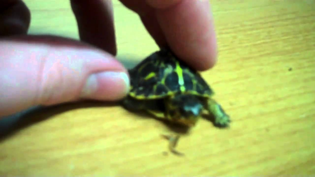 tarantula spider Video 34