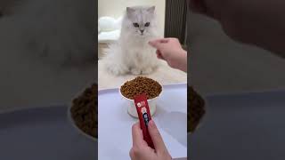 Charm Your Day With This Hilarious Cat Meme  A Years Entertainment