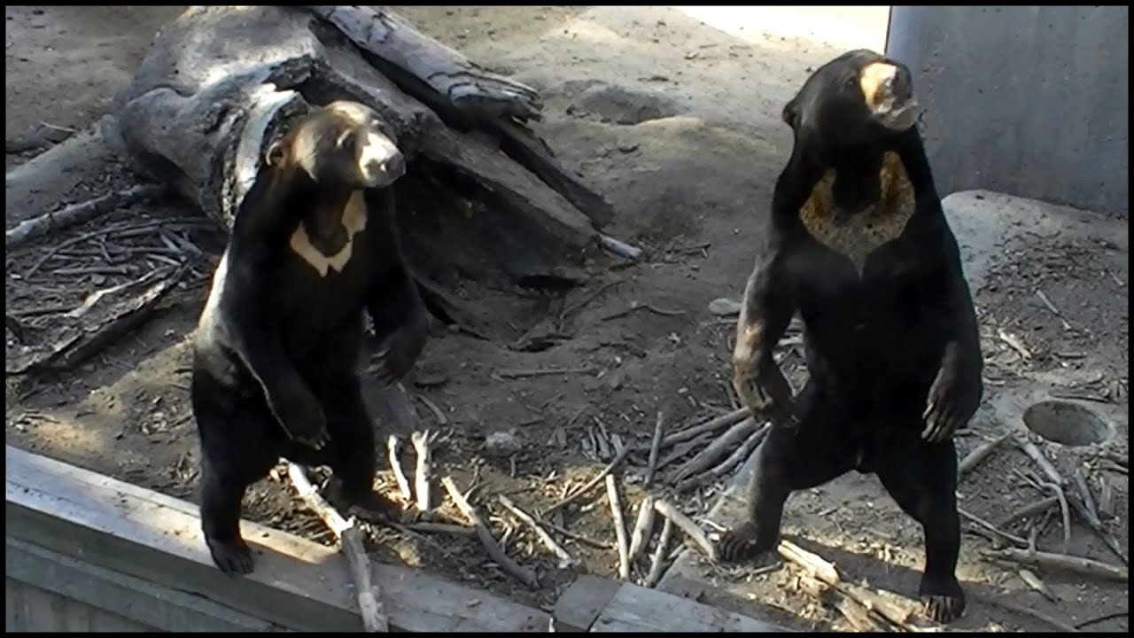 Sun Bears (Ursus malayanus)