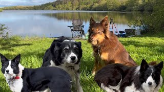 Four border collie dogs on a fishing trip and walks on the beach 