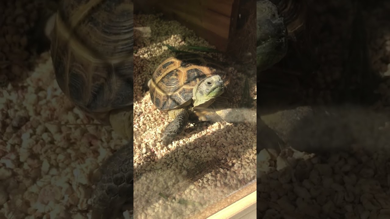 russian tortoise just chillin today
