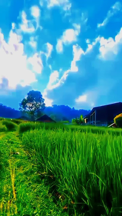Akam Sekitar | Cinematic sawah pagi hari | Story wa selamat pagi | story wa | Aesthetic Video
