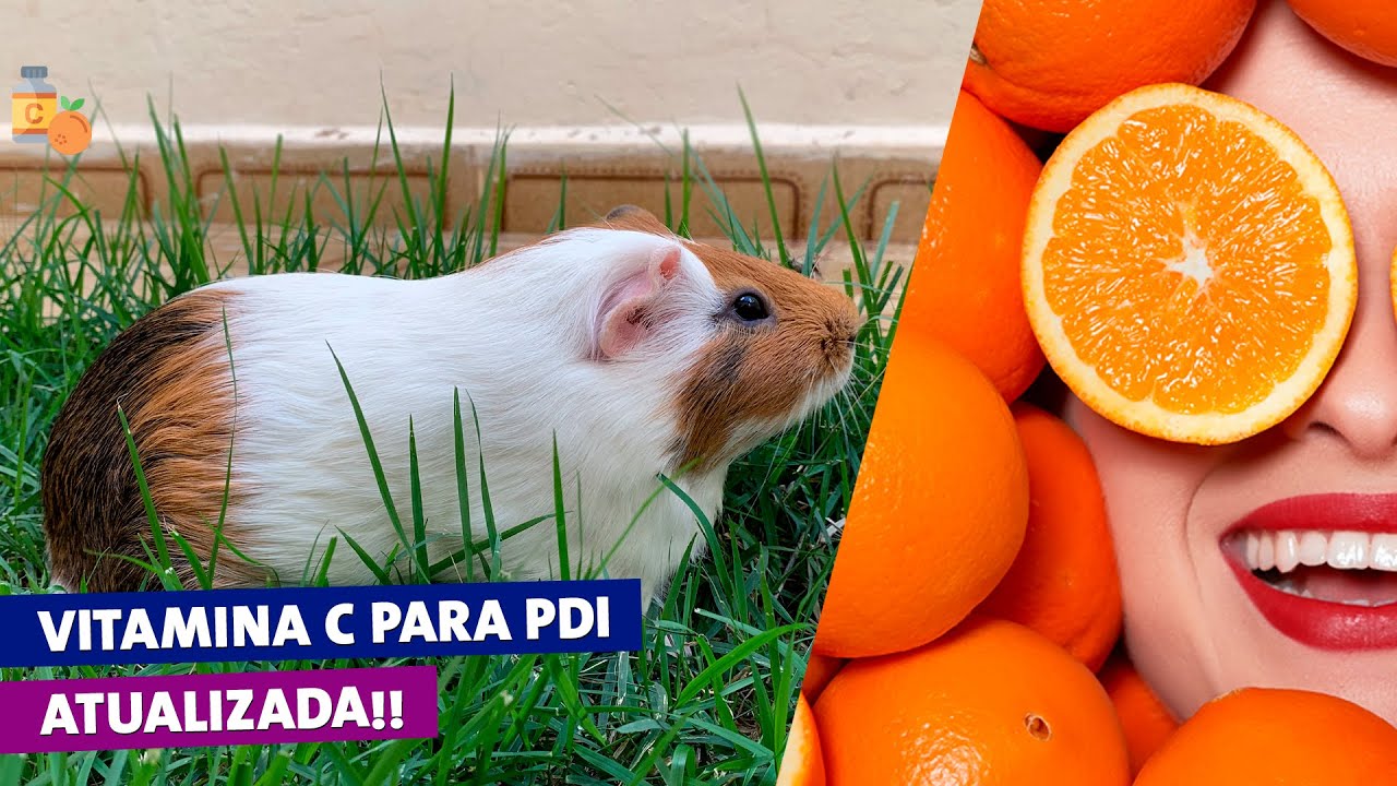 VITAMINA C É OBRIGATÓRIA PARA PORQUINHOS DA ÍNDIA? ATUALIZADO!!
