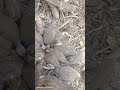 Guineafowl Vs Kuku Farm Kenyacitizentv