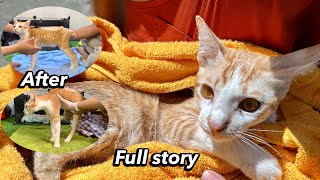 Full story: rescue a cat that was fall down from the building 10 meters ( before and after)