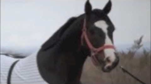 EL FRENITO - GRUPO LABERINTO