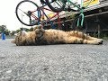 今年の夏に話題になった面白い猫ちゃんたちが可愛くて癒される♡～This year's funny cat that became a hot topic in the summer.