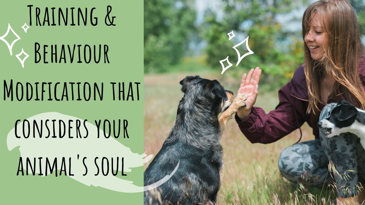 Training and Behaviour Modification that considers your animal's soul Training and Behaviour Modification that considers your animal's soul