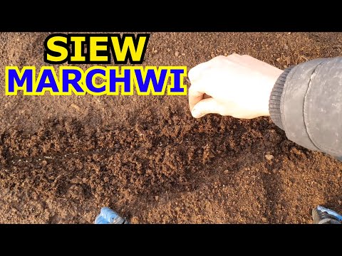 Wideo: Sadzenie Marchwi Na Otwartym Terenie