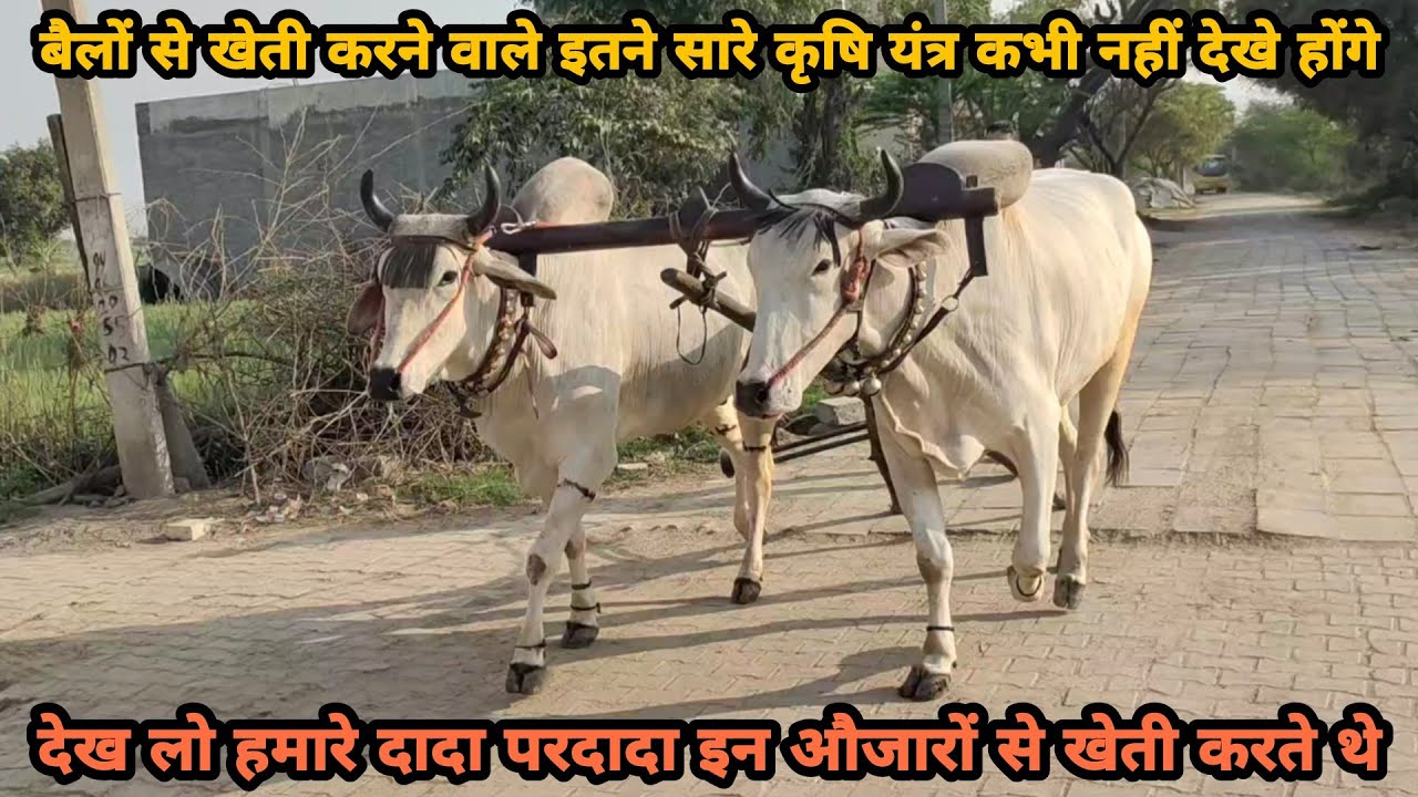 कभी देखें हैं हमारे दादा परदादाओं के खेती करने के इतने सारे औजार? बैलों से खेती करना इसलिए सस्ता था👍