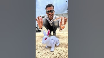 Rc snake vs rc rabbit unboxing and testing