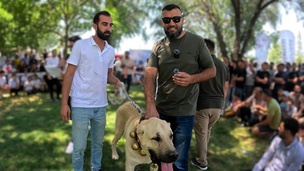 500 ANADOLU ASLANI KONYA KARAPINAR ,TÜRK ÇOBAN KÖPEKLERİ IRK STANDARTLARI YARIŞMASINDA BOY GÖSTERDİ.