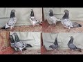 Top quality teddykamagarkalsarkatakasbedag pairssayyed pigeon loft7021412379