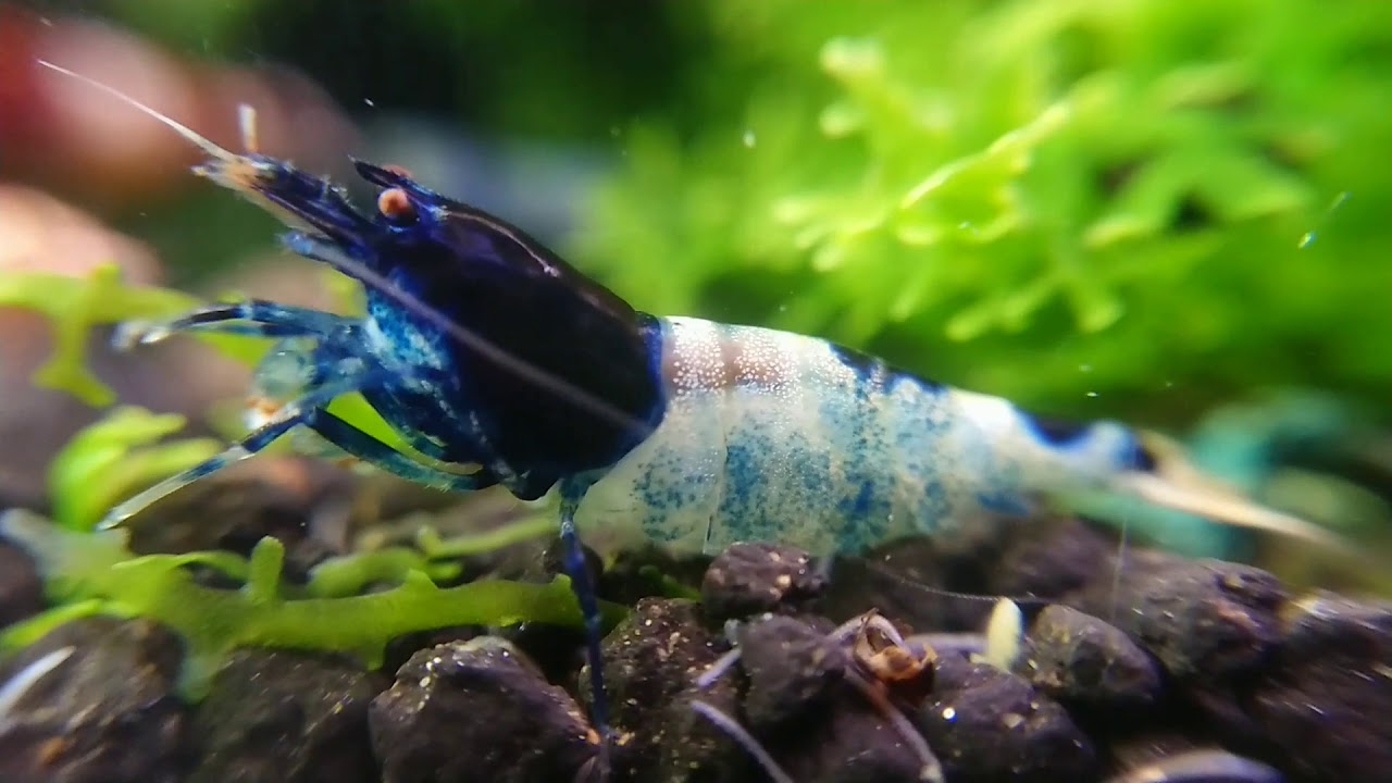 Taiwan bee shrimp tank YouTube