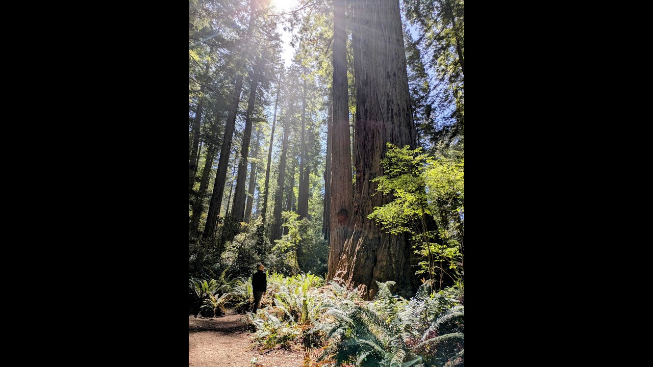 Redwood National Park - Lady Bird Johnson, Stout Grove and Grove of the Titans