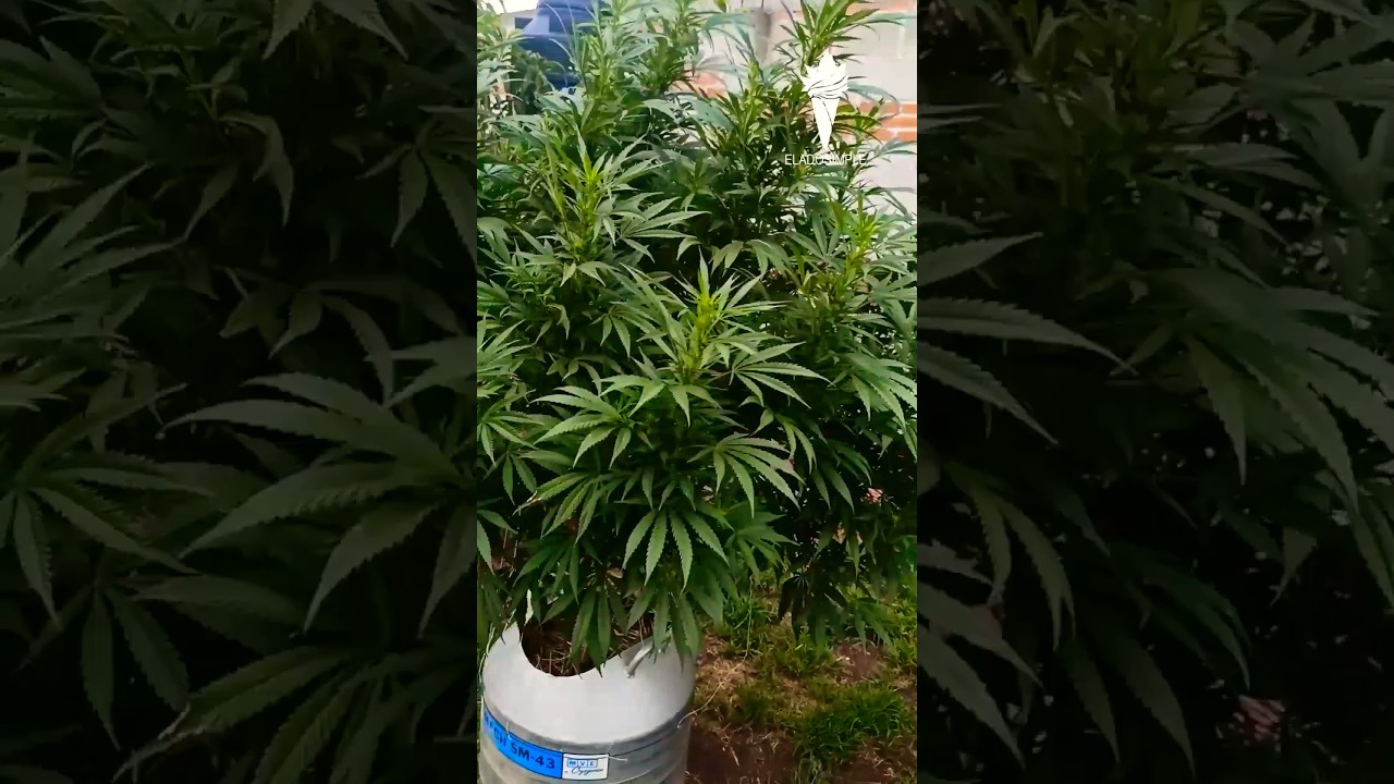 Evolución de 20 a 80 litros de maceta