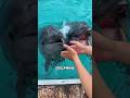 The Dark Side of Dolphins Nobody Talks About