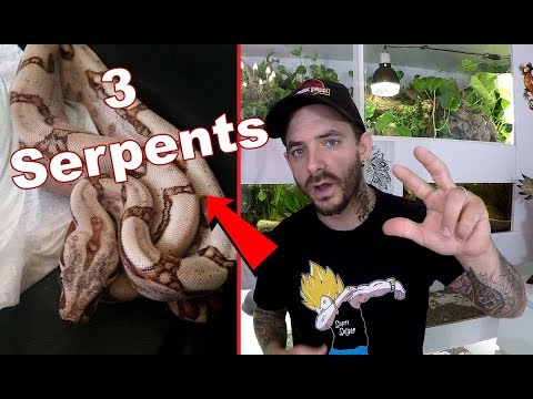snake reptiles pictures 3 Serpents pour débutant !