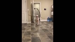 Funny Animal Video Clipsdogsdude be gentleshorts