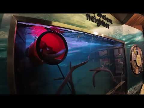 Ancient Pacific Lamprey Arrive At Zoo