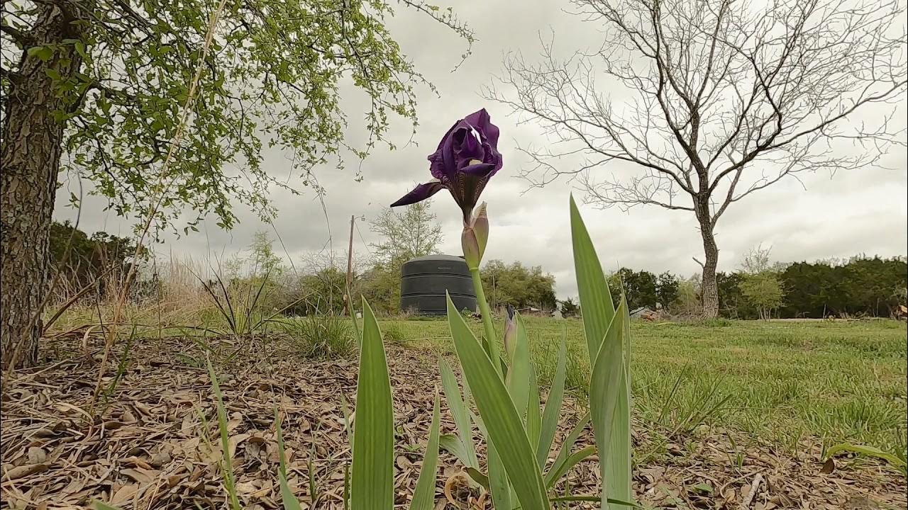 Bearded Iris Blooming time lapse YouTube