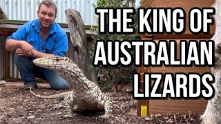 The  Perentie - Australia’s Biggest Lizard