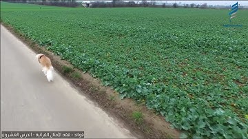 {واتل عليهم نبأ الذي آتيناه آياتنا فانسلخ منها...} [الأعراف: 175- 176]